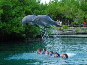 delfines